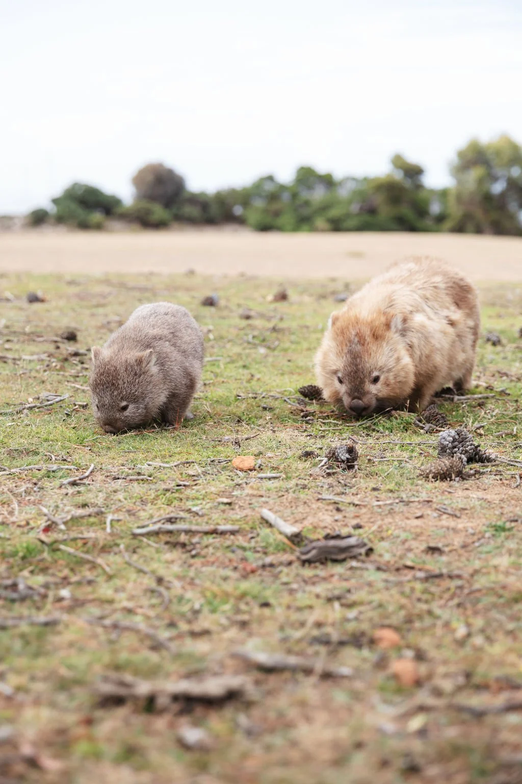 wombats Maria Island
