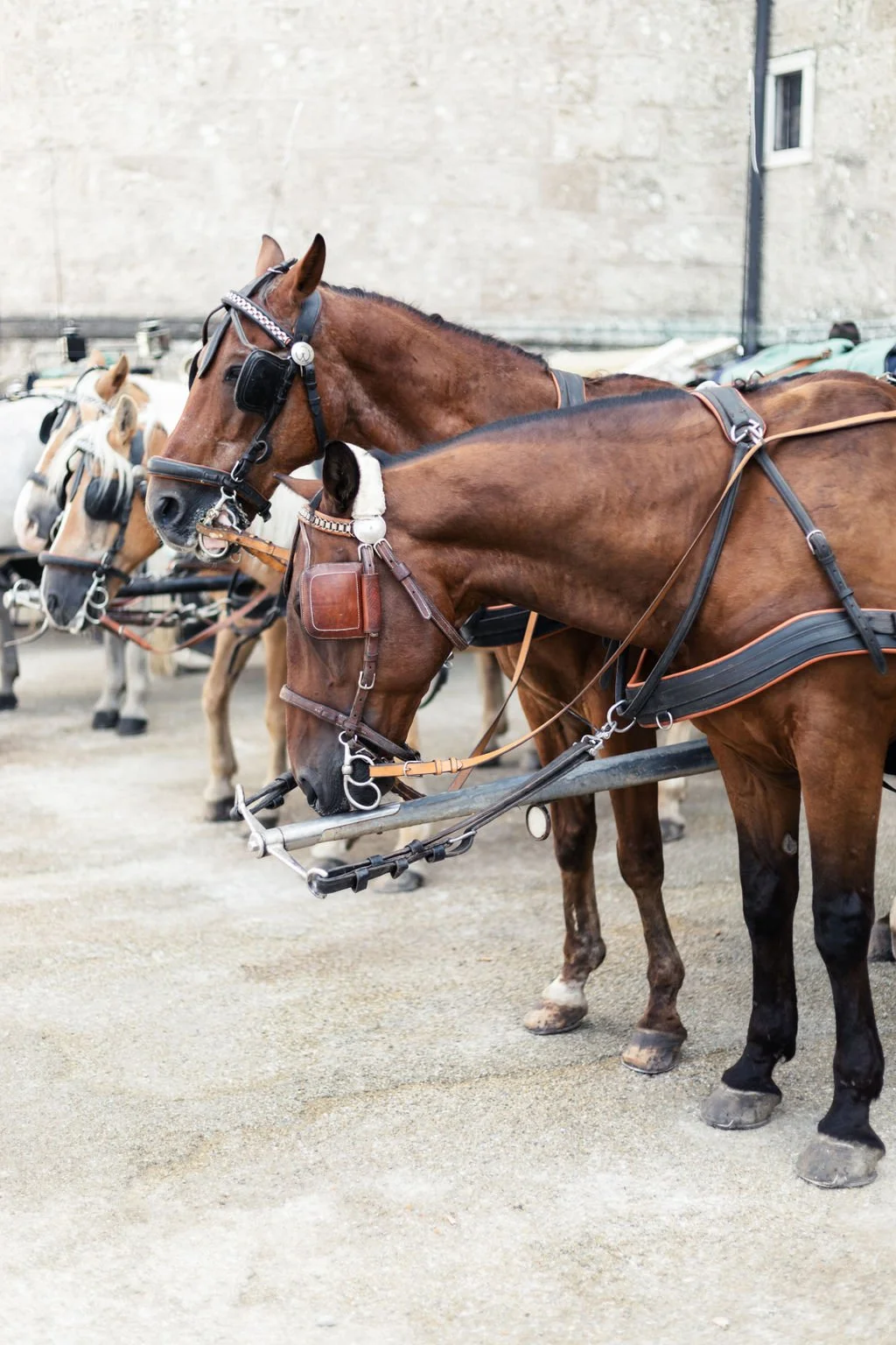 horse drawn carriage salzburg