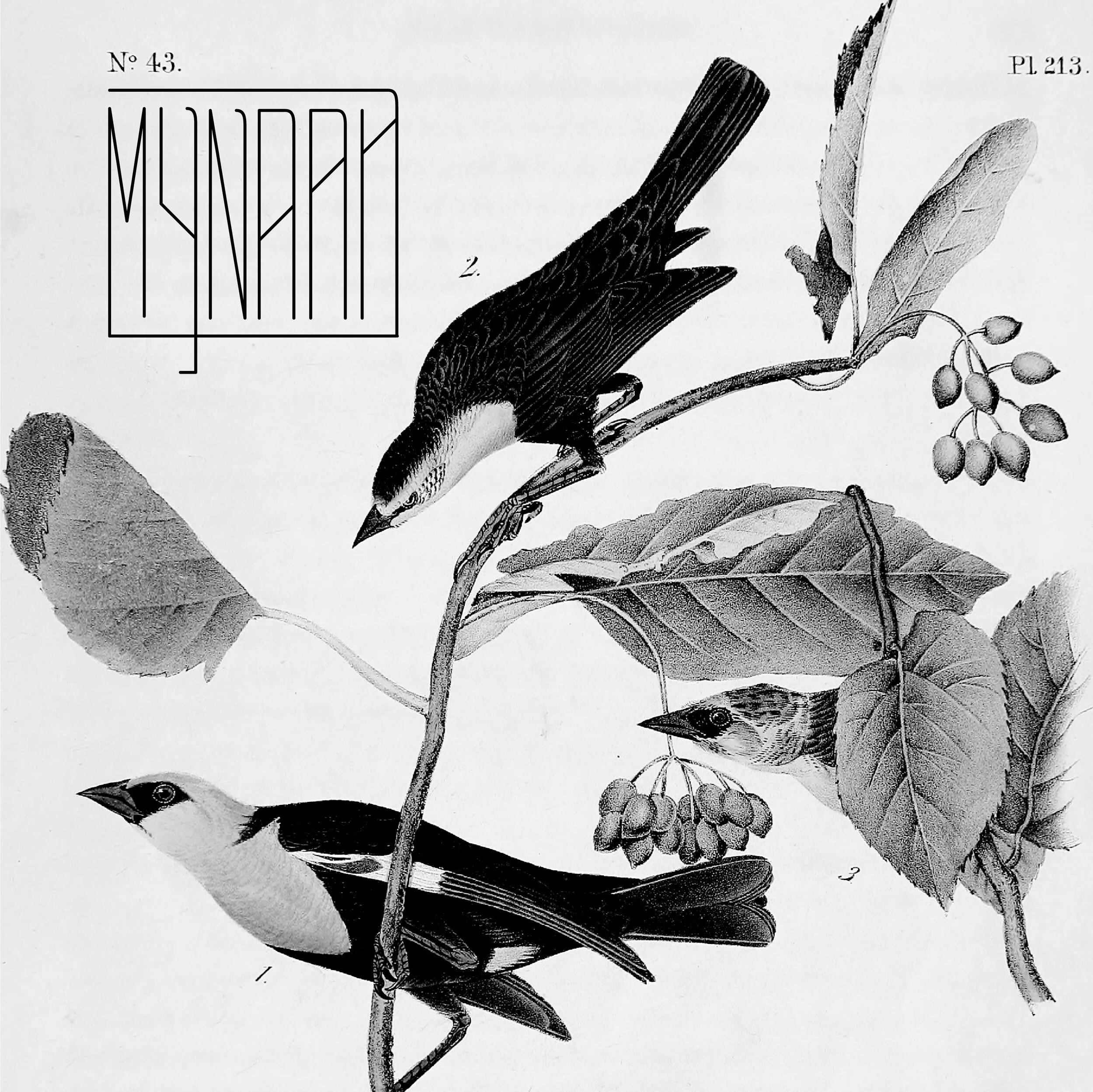 Mynaah-02.jpg