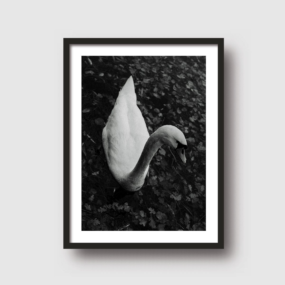 swan -Frame Black .jpg