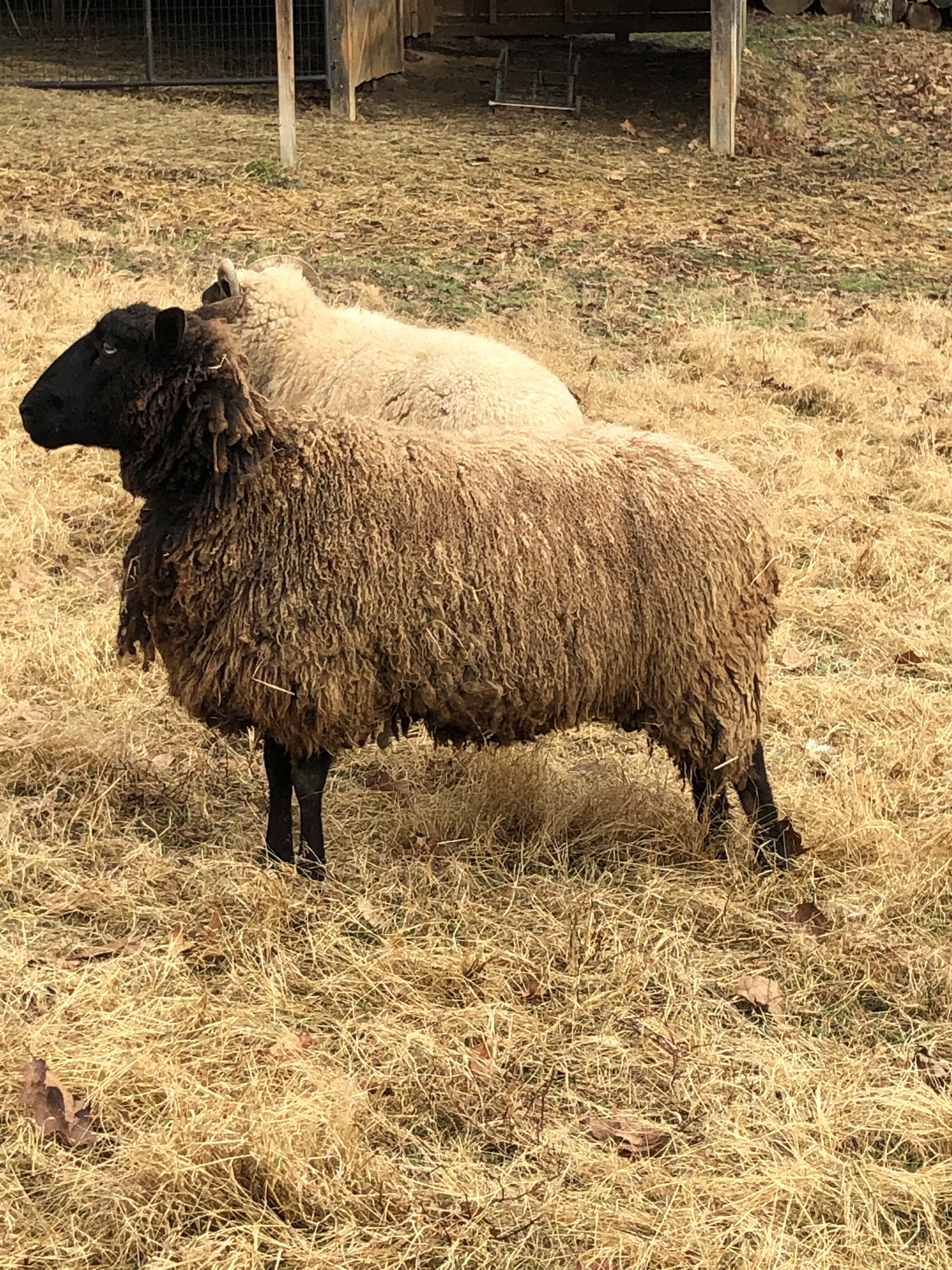 BFL/BL/ Cotswold