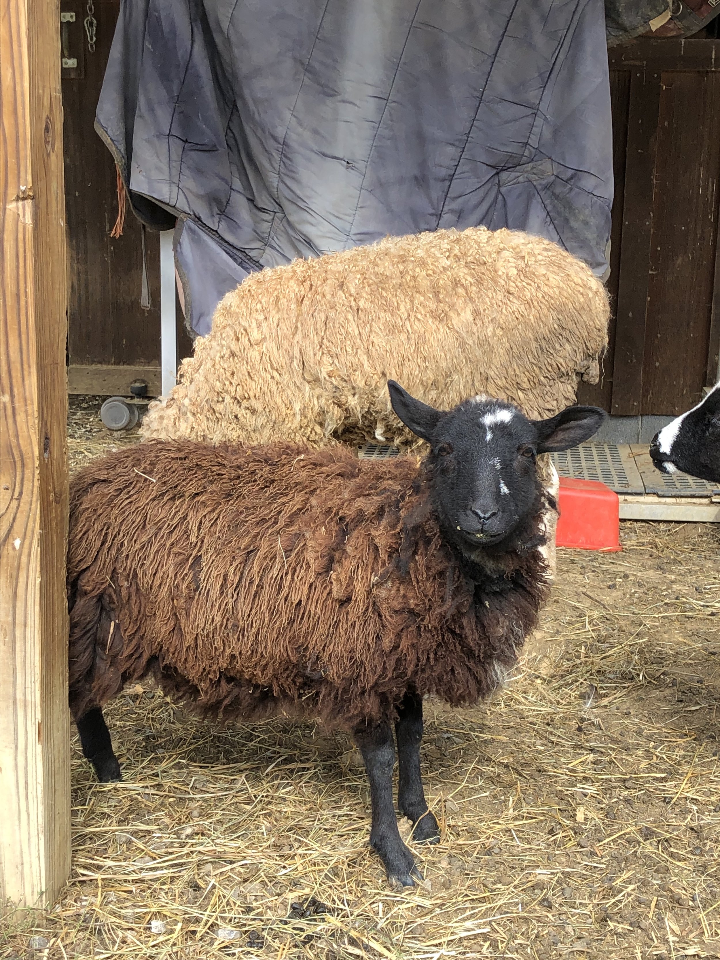 2021 Ewe Lamb, Jacob Sire, BFL/Jacob Dam