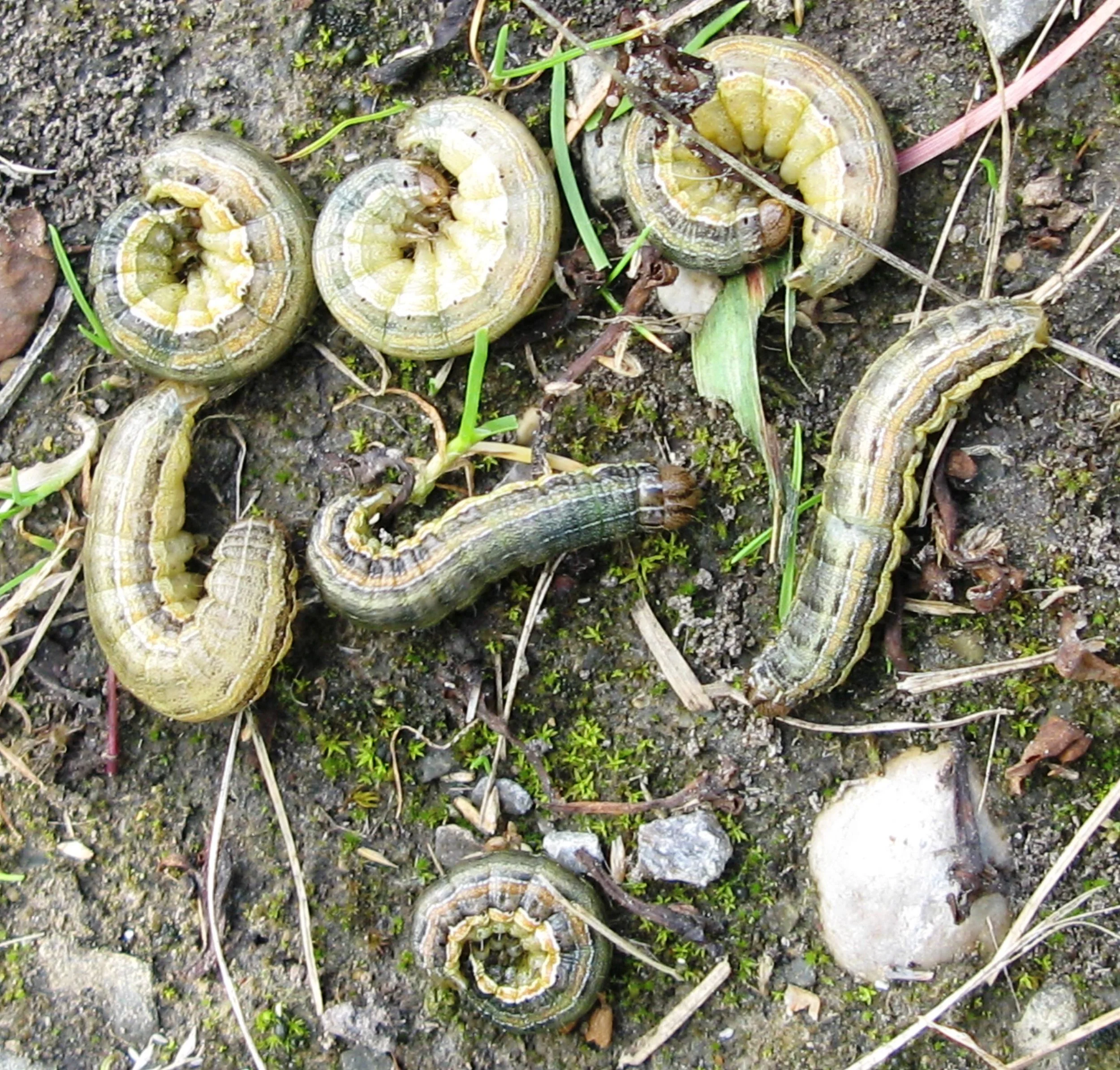 True armyworm monitoring and pest management – Scout now