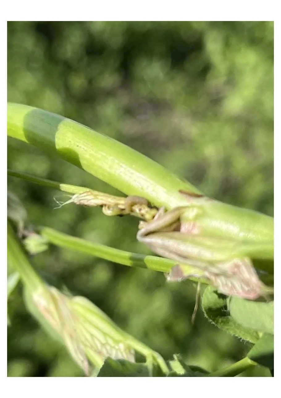 Scout First, then Use Evidence-based Tools for Integrated Pest Management of Lesser Clover Leaf Weevil in Red Clover Seed Production Fields