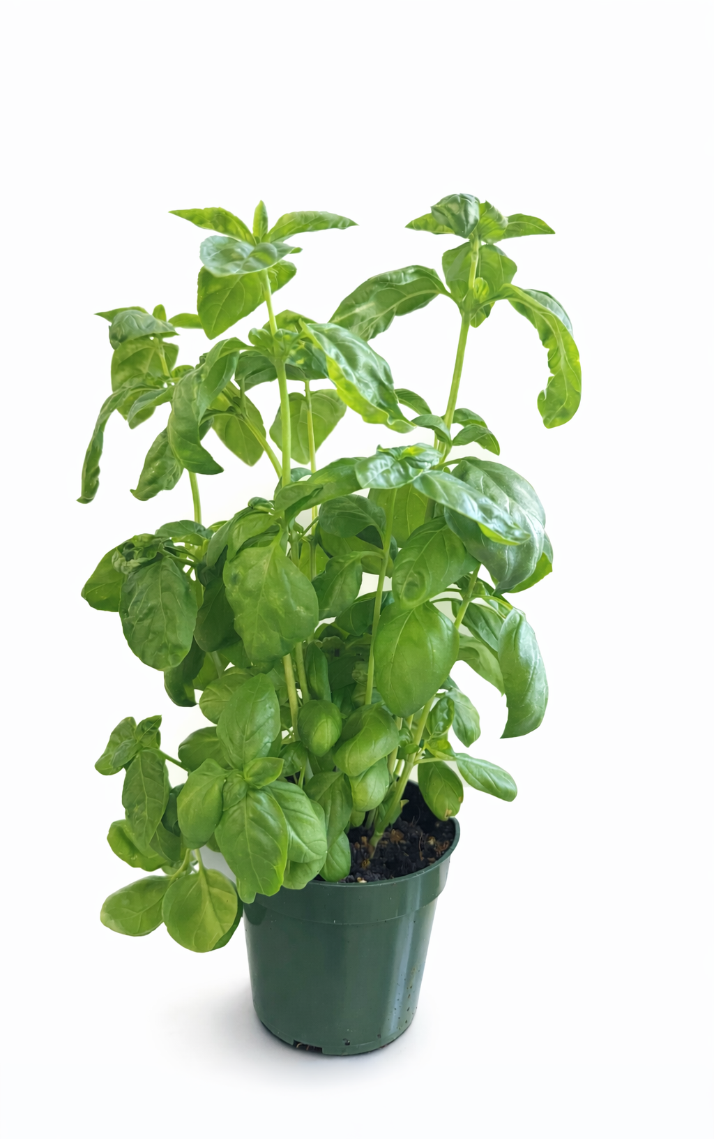 Potted basil plant with green leaves on white background.