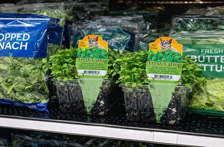 Two small pots of fresh catnip on a store shelf with green leaves and a yellow label.