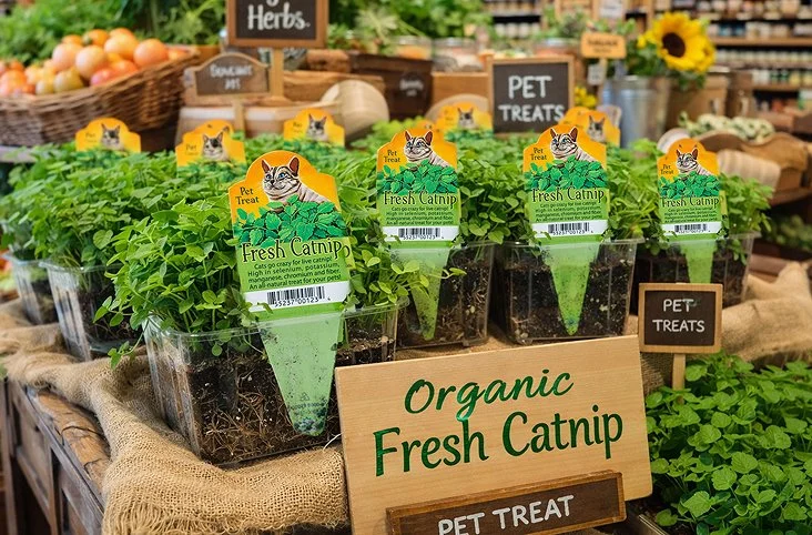 Rows of containers with organic fresh catnip plants for sale at a market, labeled 'Pet Treats' and 'Organic Fresh Catnip'.