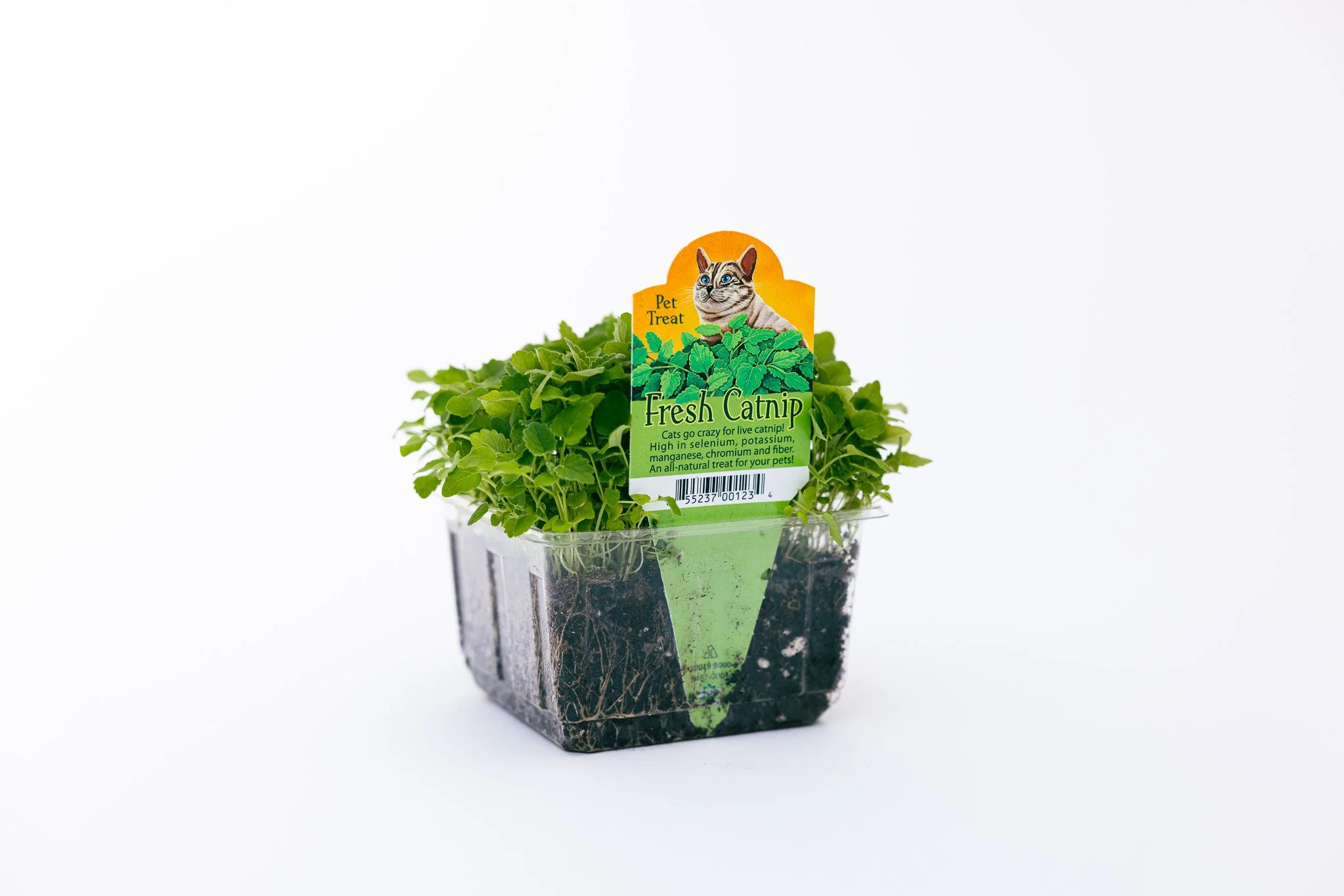 A small potted plant of fresh catnip with a colorful label and a barcode, set against a plain white background.