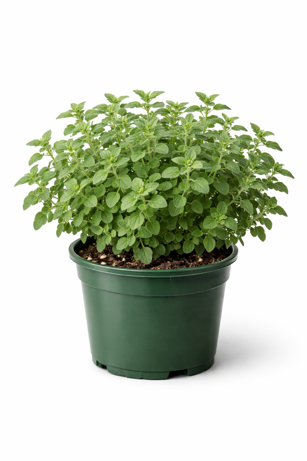 Green potted herbal plant with small leaves, possibly mint, in a dark green plastic container.