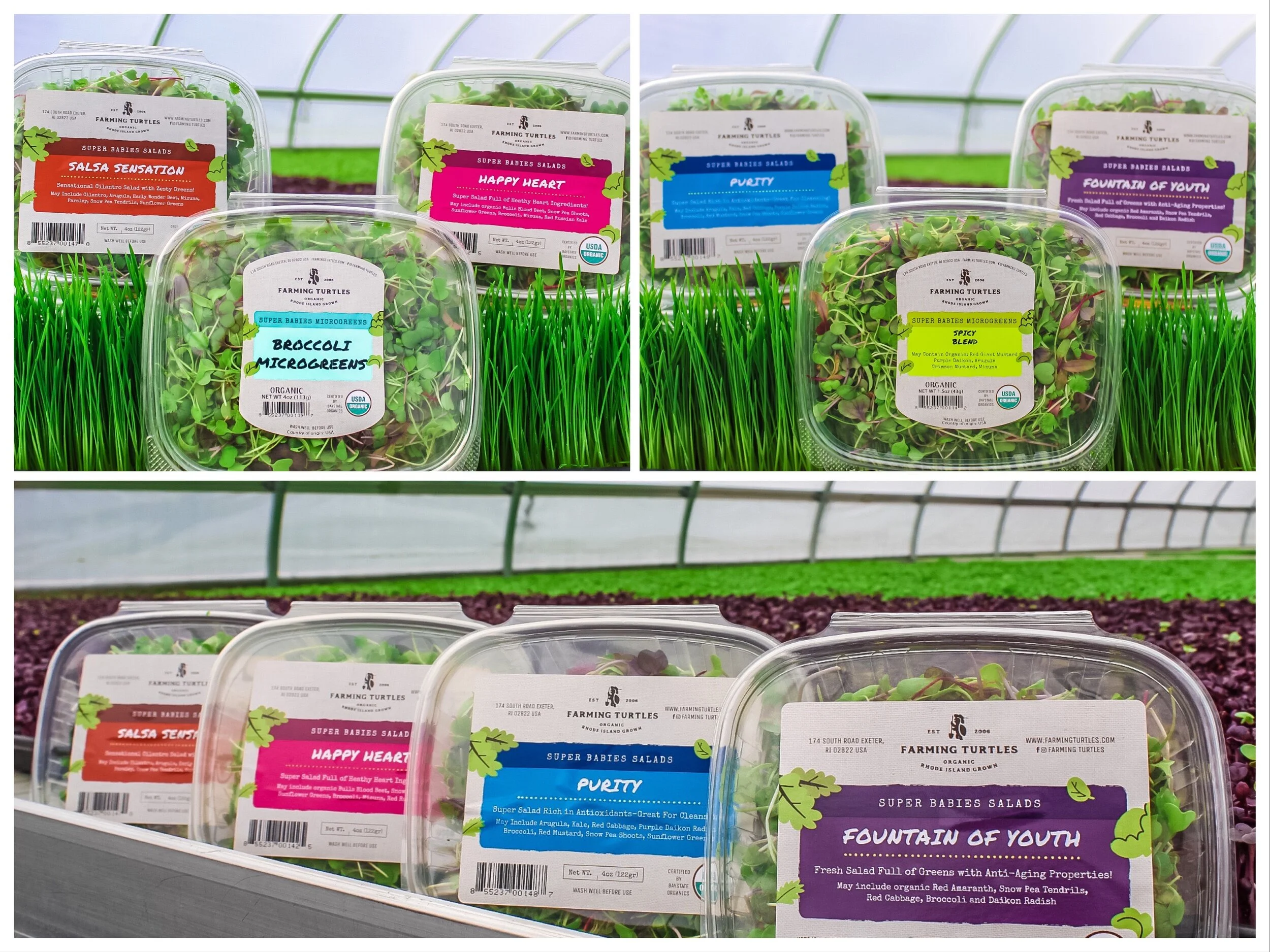 Various packaged microgreen salads displayed in a greenhouse, including broccoli microgreens, spicy blend microgreens, and different salads with colorful labels such as Salsa Sensation, Happy Heart, Purity, Fountain of Youth, and more.