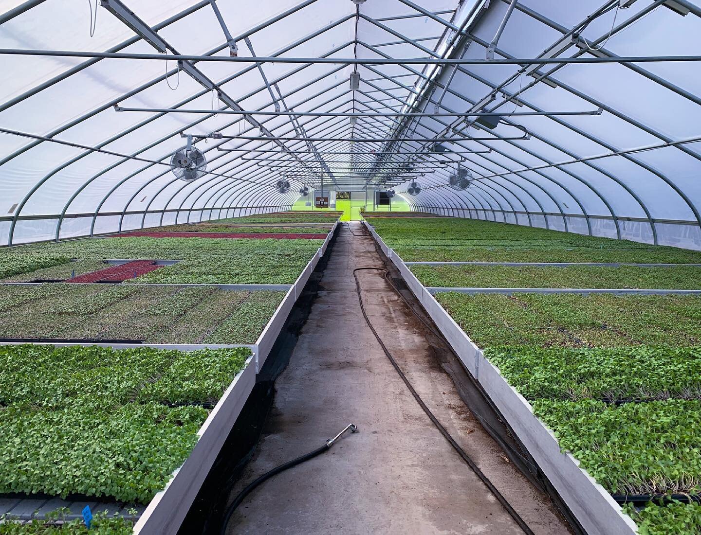 It&rsquo;s that special time of year again-the one we&rsquo;ve been waiting for all winter! The sides are up, the doors are open and the sun shades are on the greenhouses. Summer is almost here and we are absolutely loving it! 💚🌱
