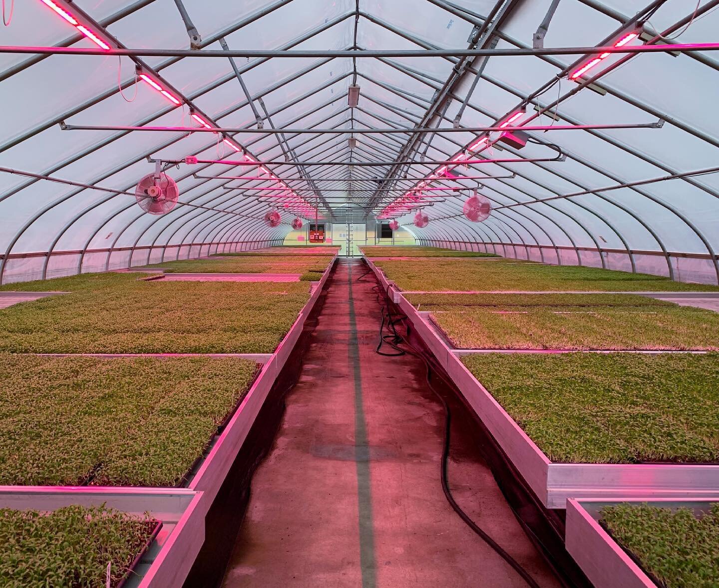 A pink greenhouse filled with cilantro. It doesn&rsquo;t get much better. 🌱💚