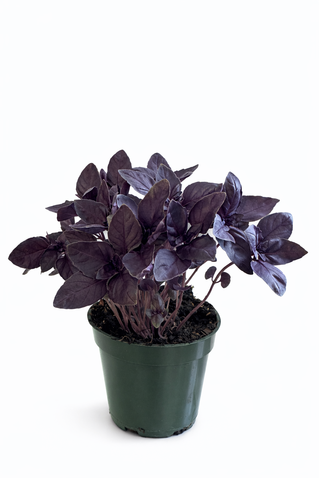 Purple basil plant in a green pot on a white background.