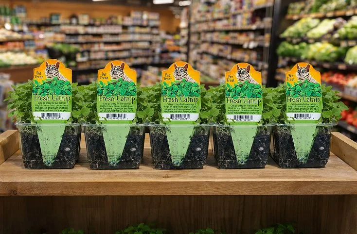 Six potted fresh catnip plants on a wooden display in a pet store, each labeled with 'Pet Treat' and a picture of a cat.