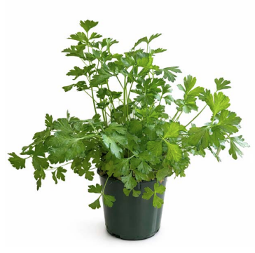 A potted plant with green, leafy foliage in a black container.