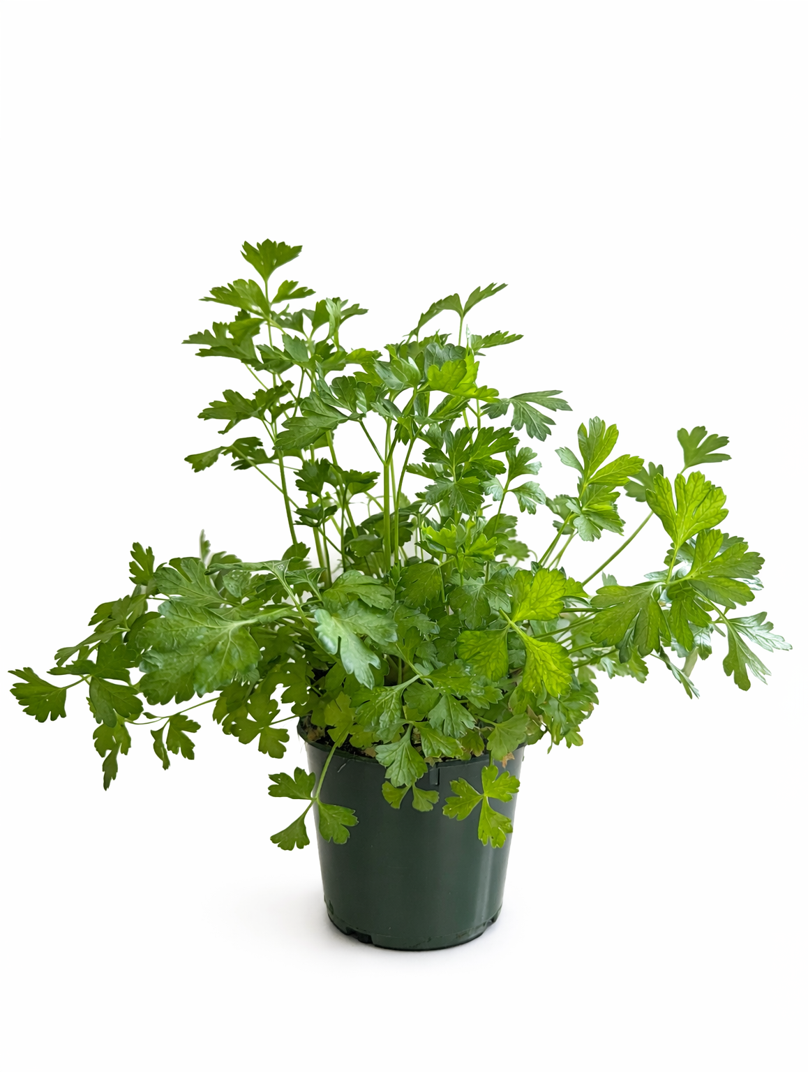 Potted plant with green, parsley-like leaves against a white background.
