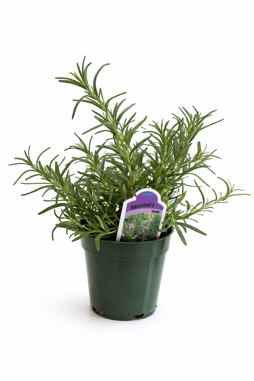 A potted rosemary plant with green, needle-like leaves, labeled 'Rosemary Herb' on a white background.