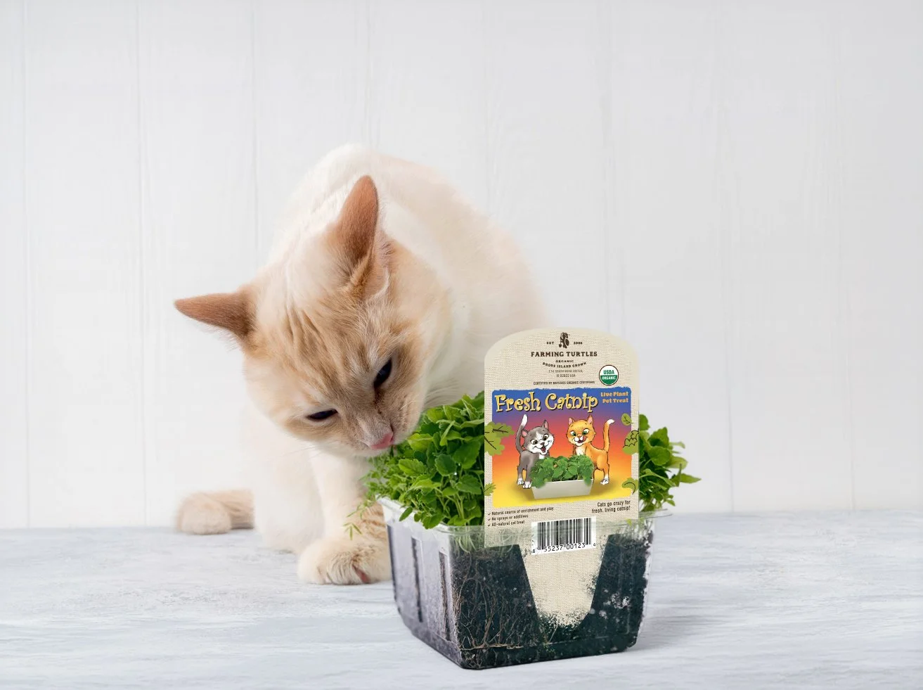 A cream-colored cat with light orange markings on its head and ears, sniffing a small potted plant with green leaves. The plant is in black soil and labeled as "Fresh Catnip" with cartoon images of two cats and the USDA organic logo.