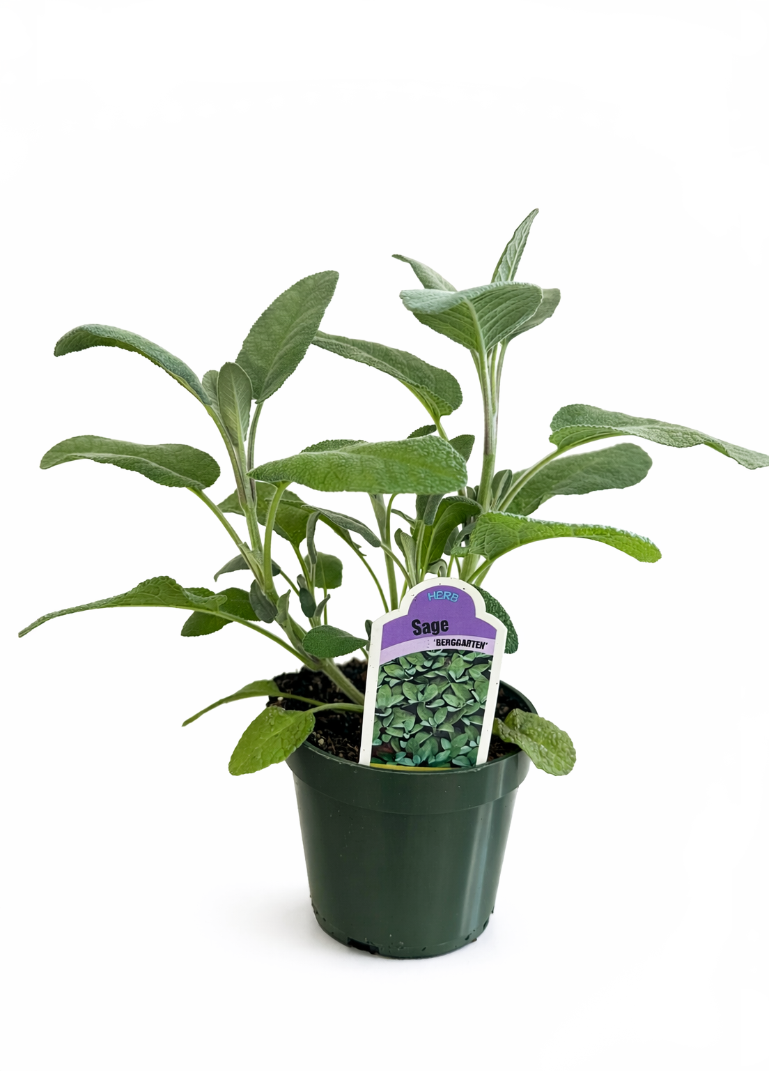 Potted sage plant with green leaves and a label indicating it is sage.