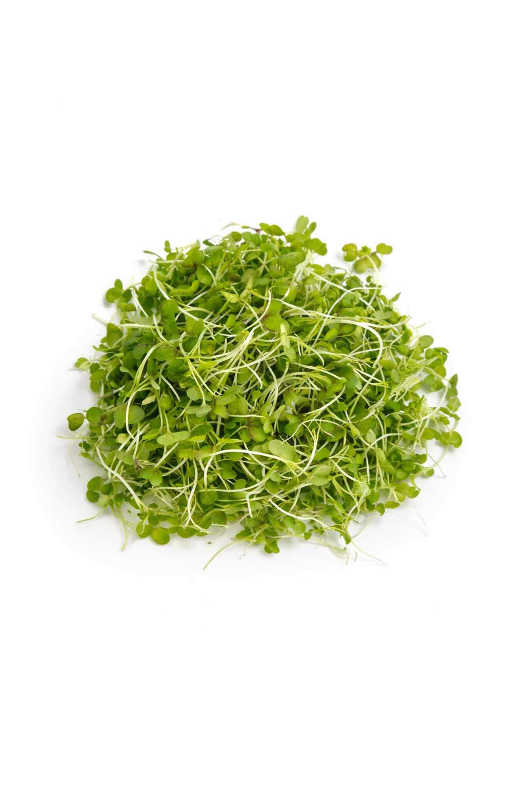 A pile of fresh microgreens with small green leaves and white stems on a white background.