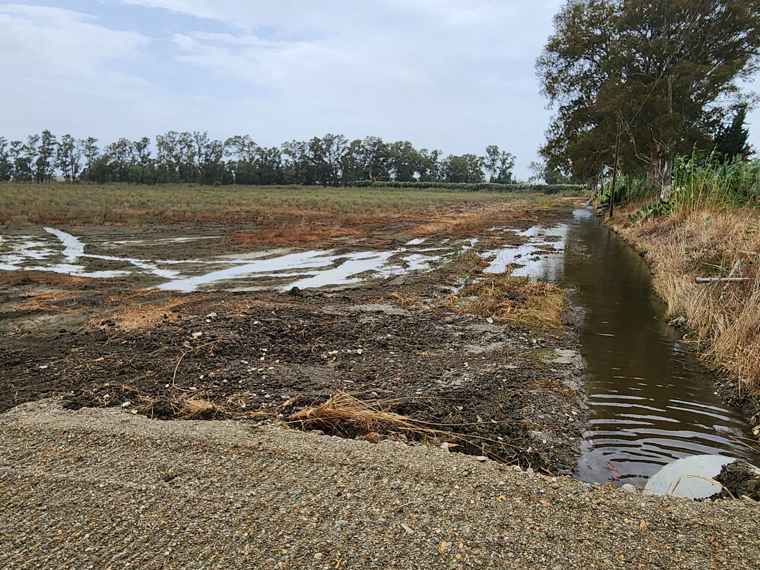 High water table at Metaponto