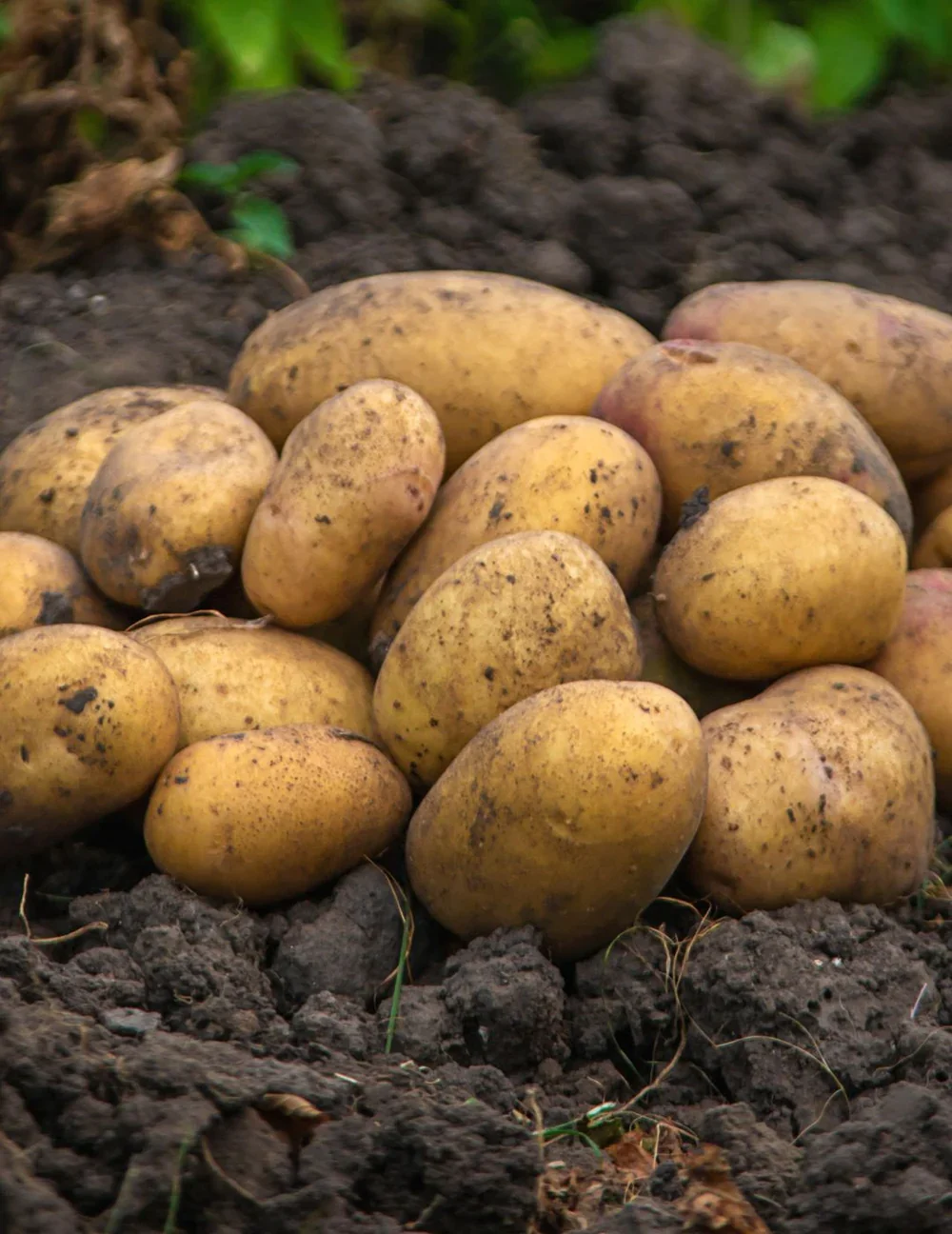 8063_Potato_Dutch_Cream.webp