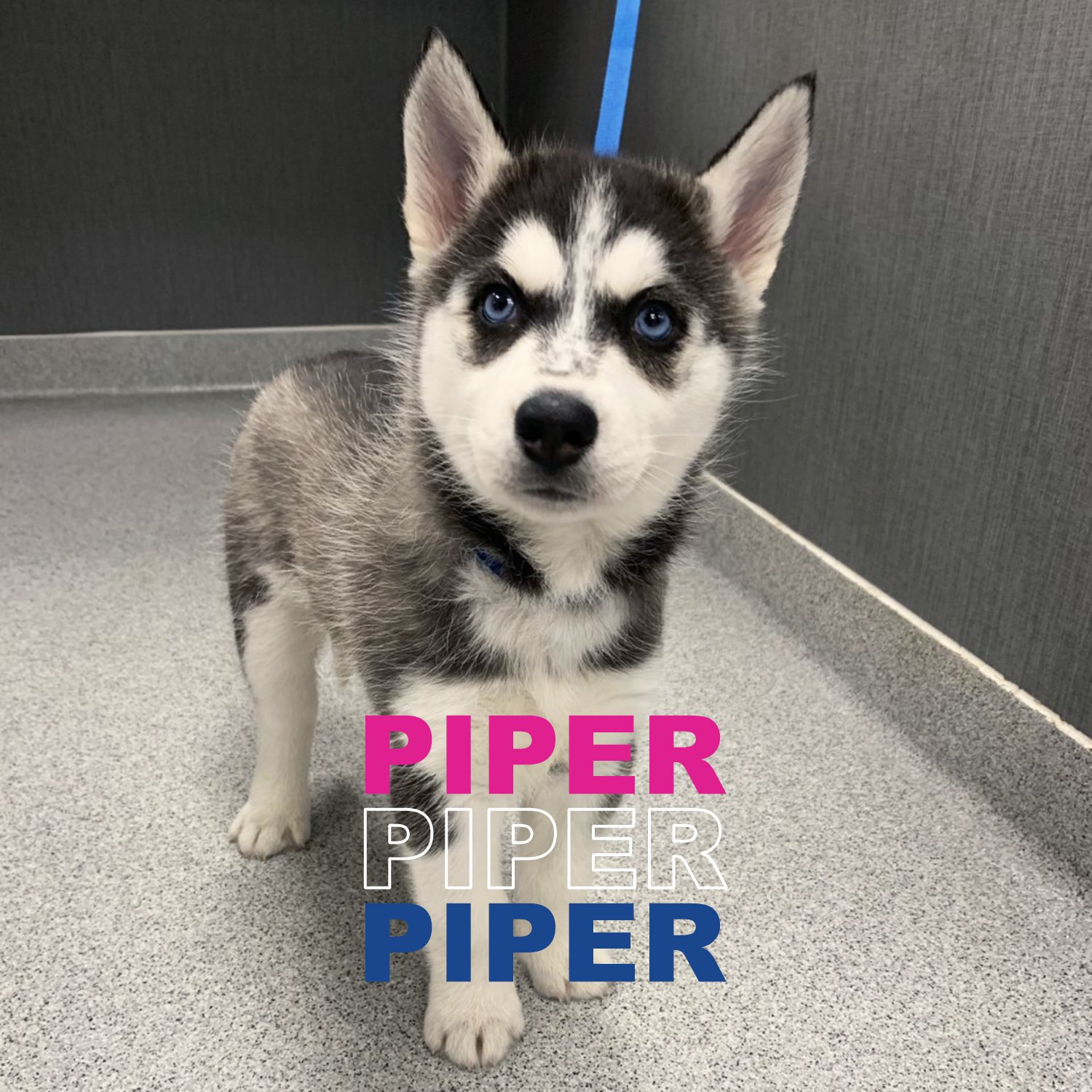 Piper_39533 Social Post - PAW - 2021.jpg