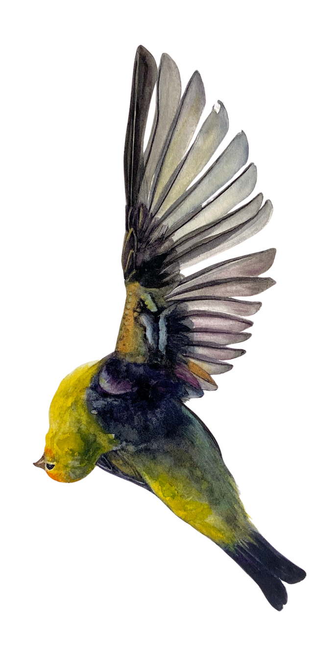 image (1).png