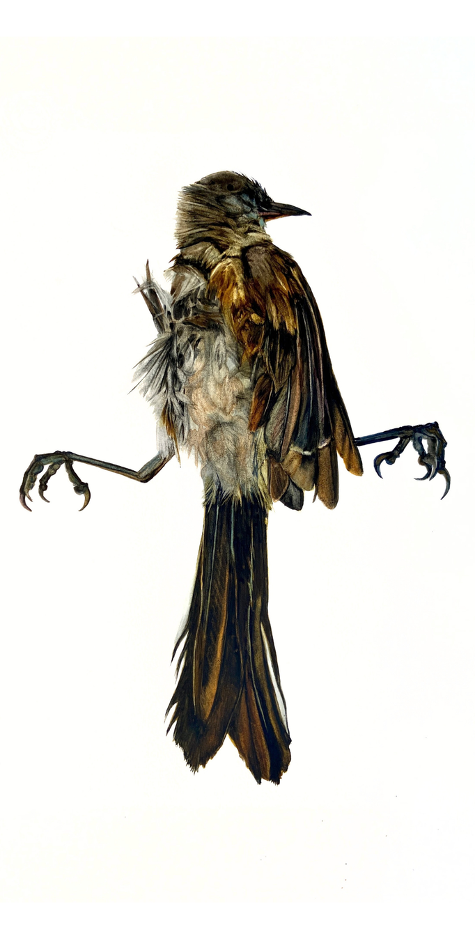 image (2).png