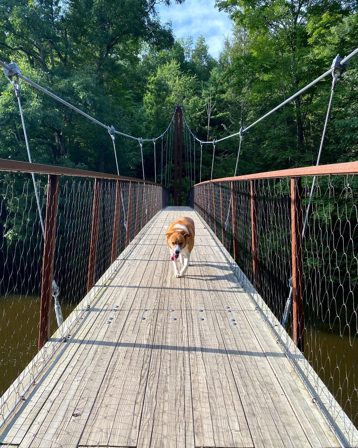 He&rsquo;s a bridge dog now