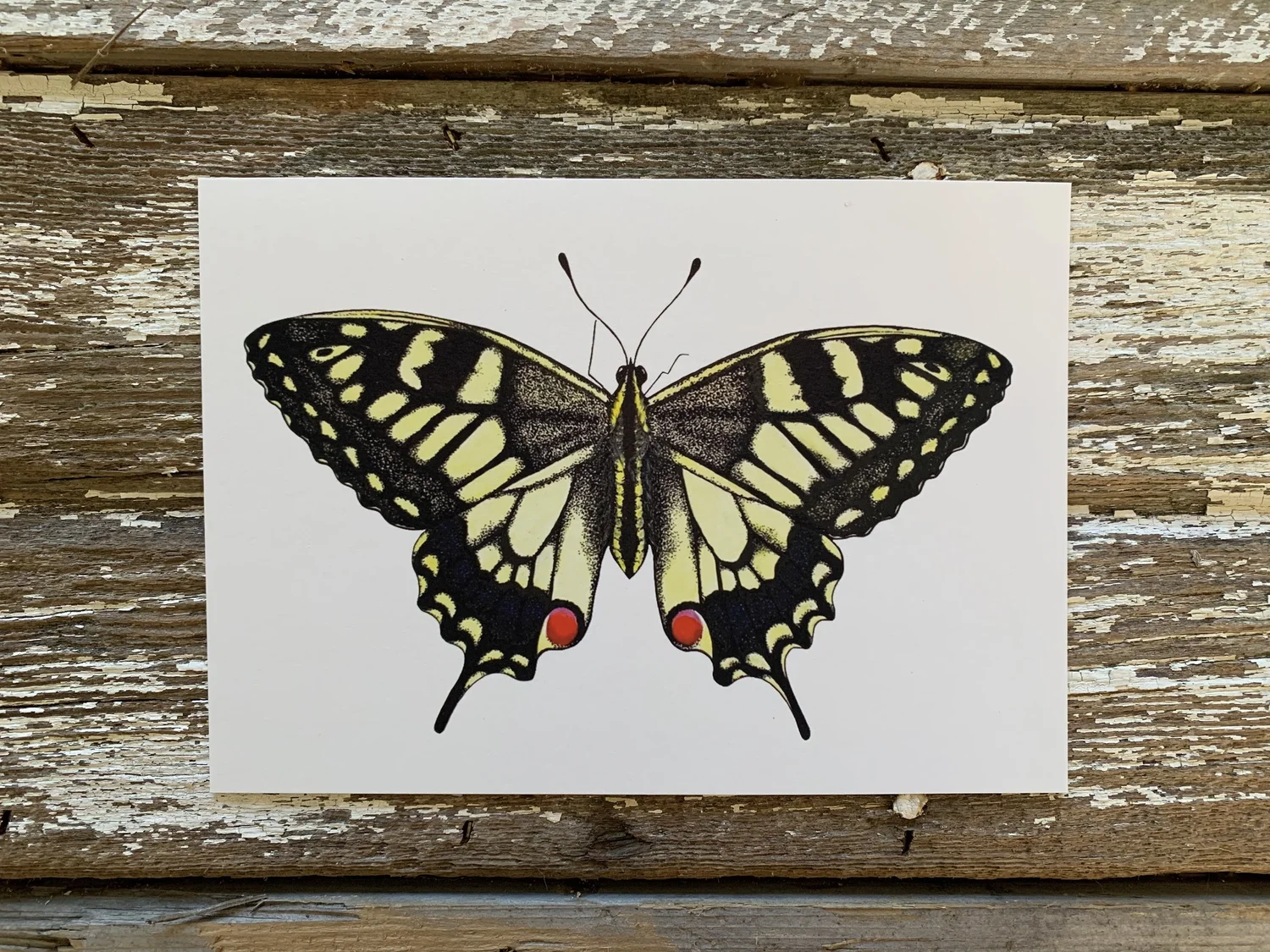 Swallowtail Butterfly — Amanda Harman