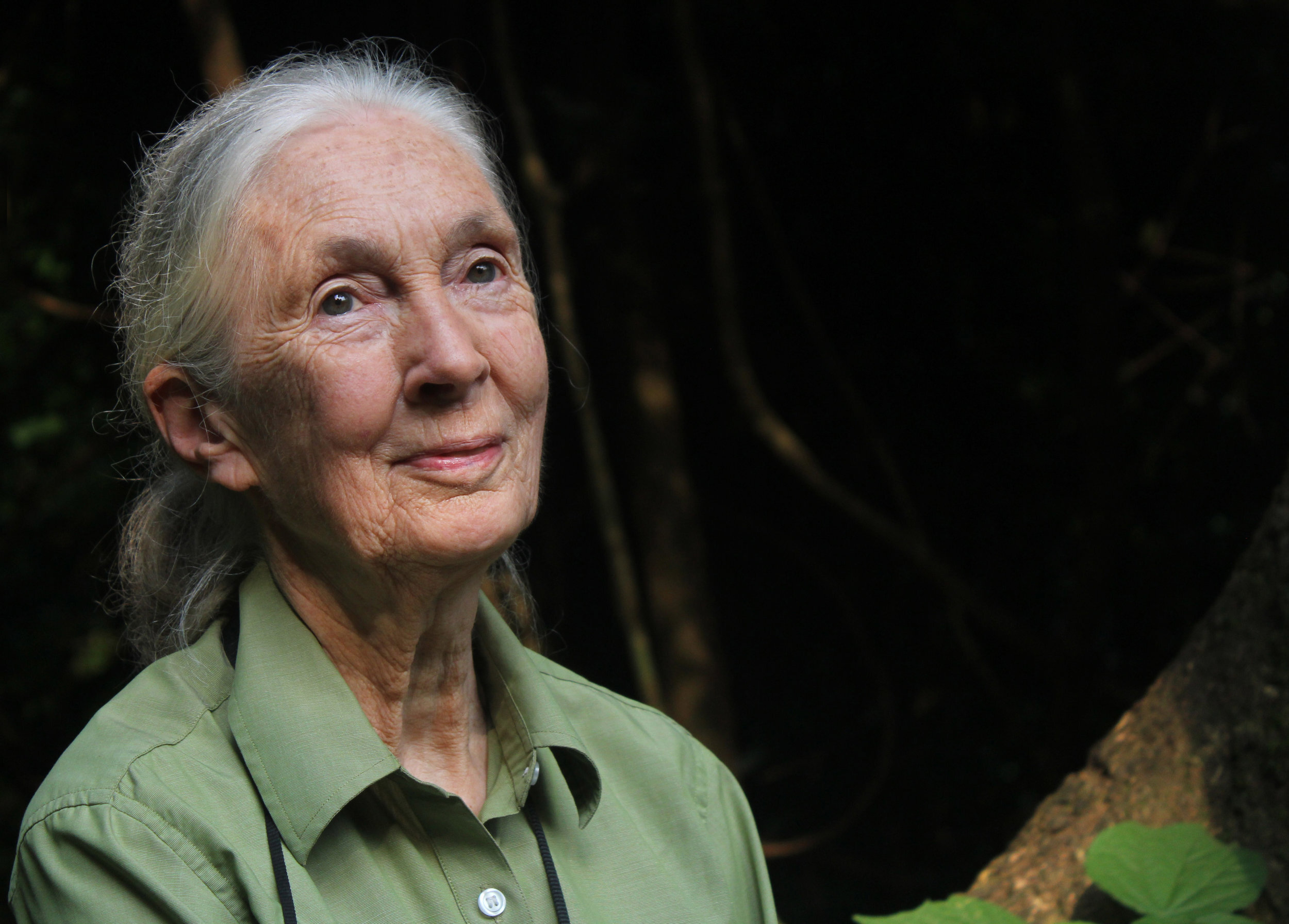 Virtual Launch with Jane Goodall @ Books of Wonder