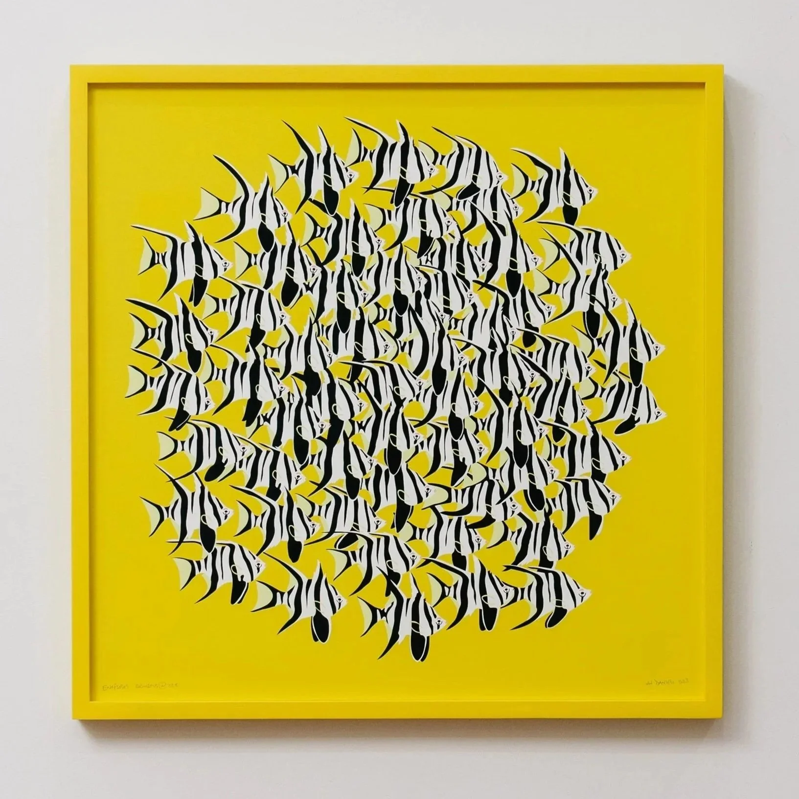 Enoplosus armatus @ 22% Print