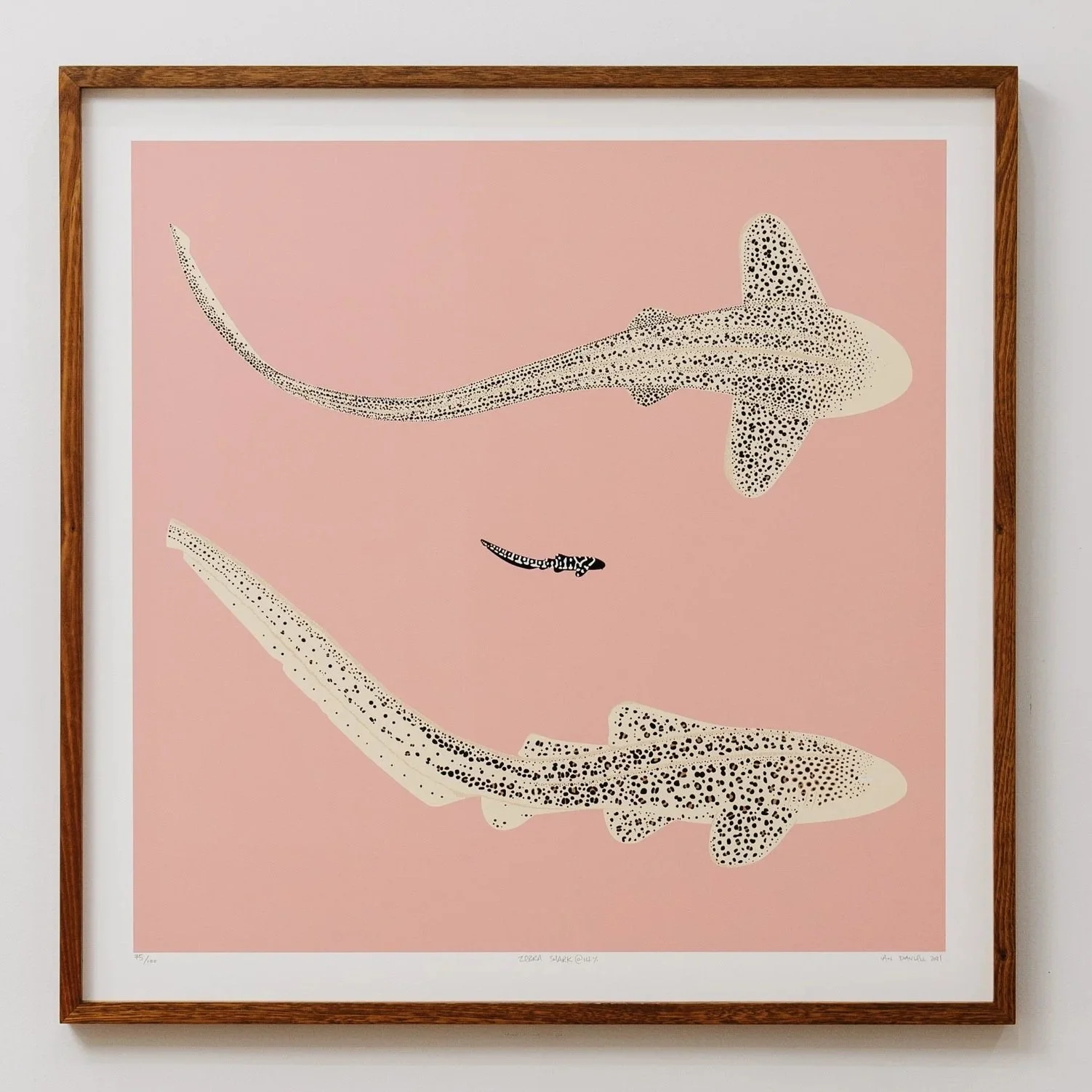 Zebra Shark @ 14% Print