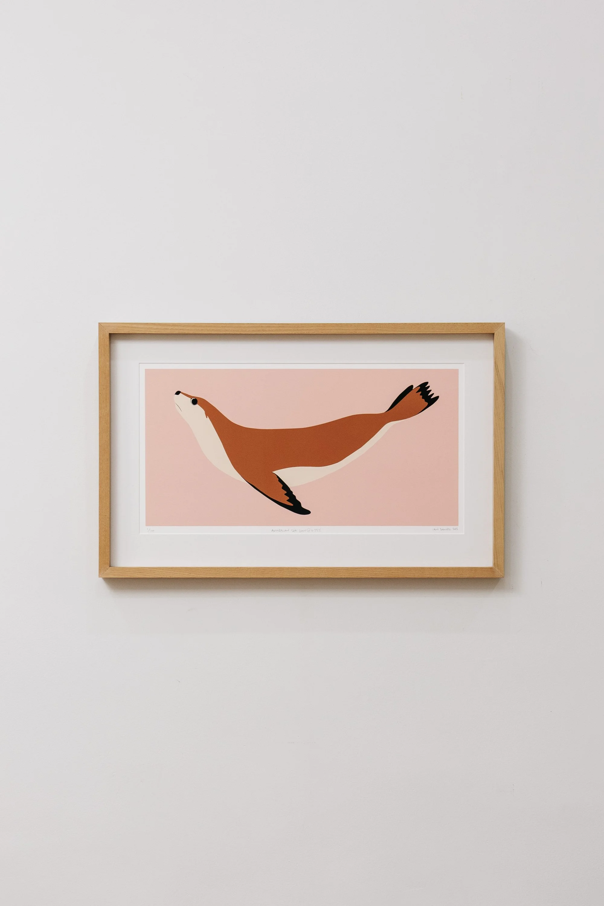 Australian Sea Lion @ 6.25% Print