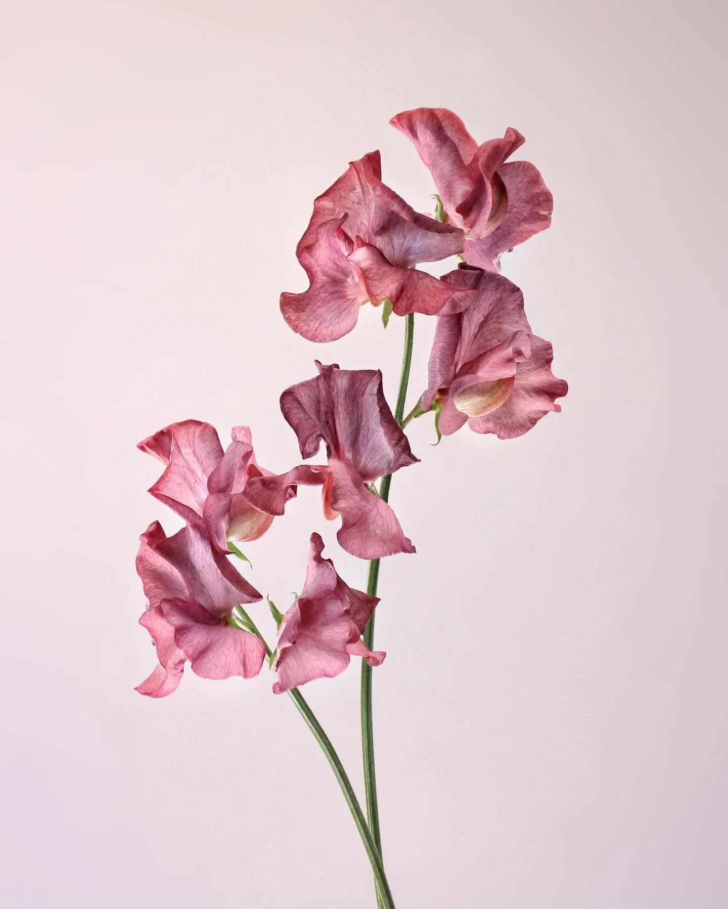 I&rsquo;m a total sucker for subtle tonal shifts&hellip;those warm rusty shades melting into hints of smokey mauve. Mmmm mmm.
A mystery variety in a blended mix of saved seeds. Blooms meant to stop me in my tracks, and survive only in photo-form as a