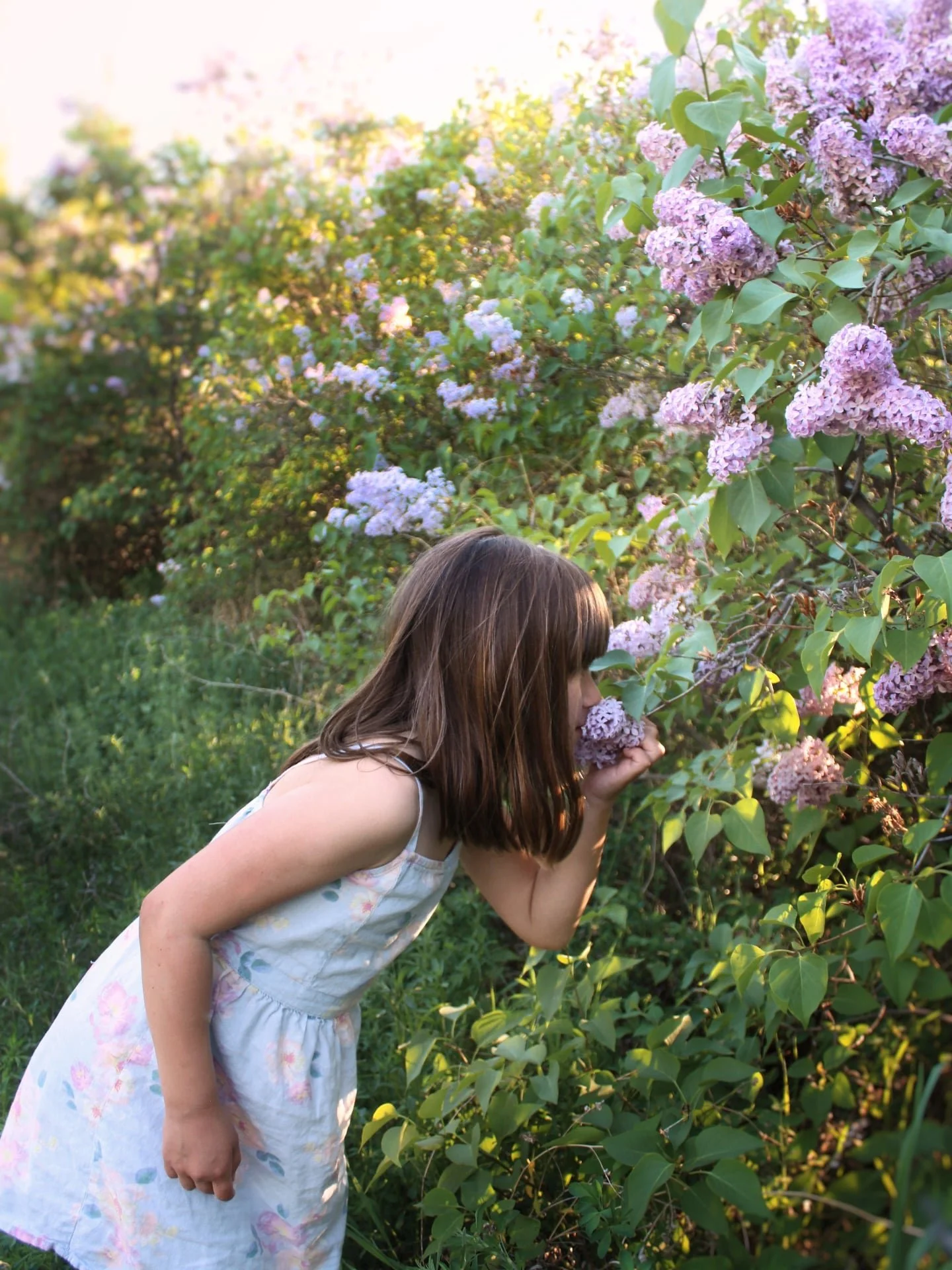 Every spring, when the lilacs are in full bloom, we pack up the wagon with our picnic basket, a cozy blanket, my trusty snips, and head to &ldquo;lilac park&rdquo; for what has become one of our favorite family traditions: the lilac picnic. 💜

It st