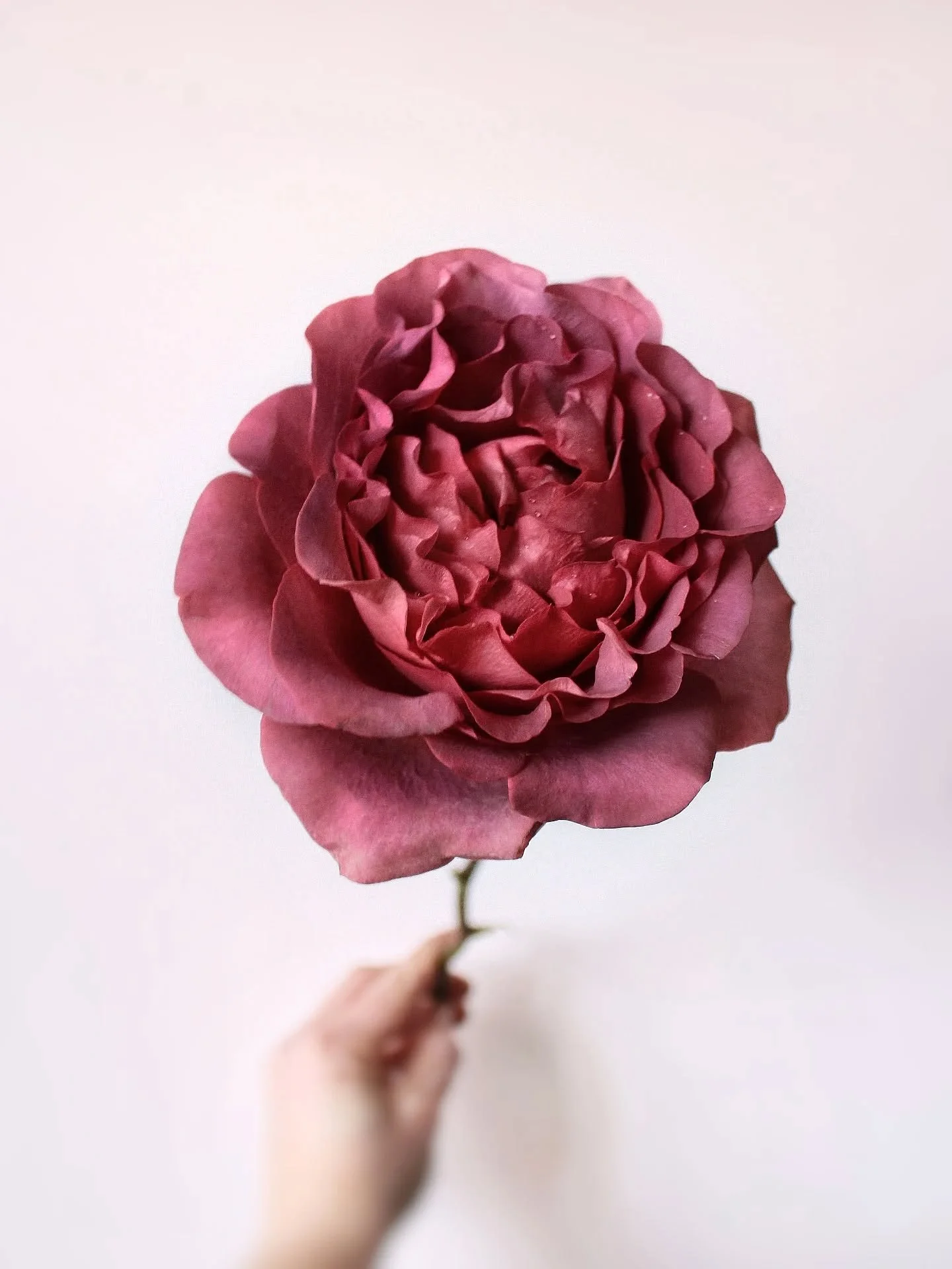 This last week I&rsquo;ve been reflecting on the past year, tackling some behind the scenes maintenance, and planning for the year ahead. Truthfully I could use another week (or 2!) to get all the things checked-off the to-do list.&nbsp;
Next week I&