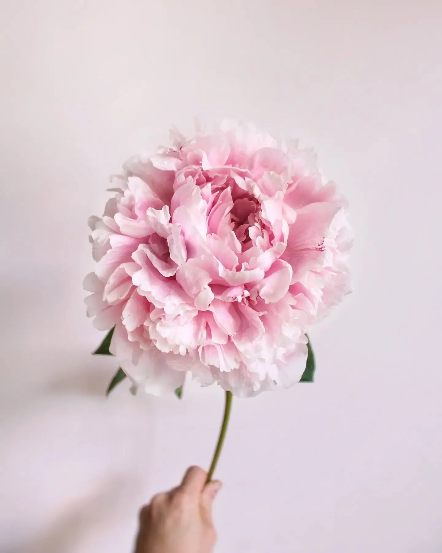 Peony lovers! What&rsquo;s your favourite colour or variety?
Can you choose?&nbsp;

I&rsquo;m really not sure I can&hellip;.
🌸

&bull;
&bull;

peony poetrywithflowers flowerpoetry flowersyxe findthepoetry livepoetic poetica poeticayxe