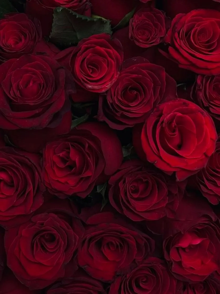 Valentine's Dozen Roses