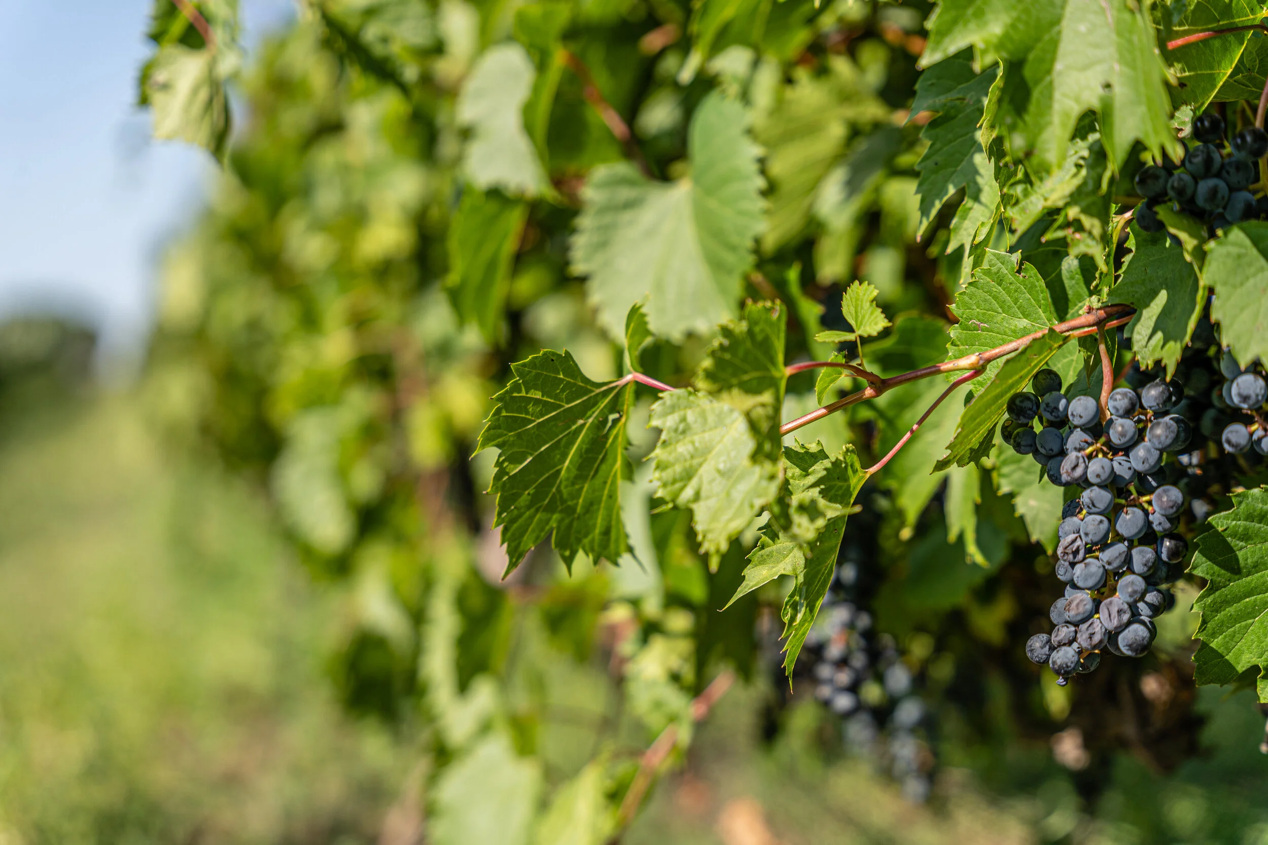 Nebraska Wine 101 — Nebraska Wines