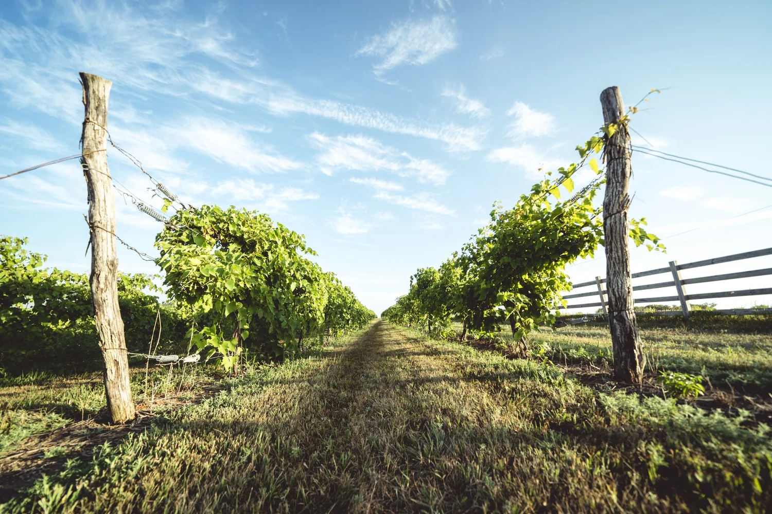 Nebraska Wines — Nebraska Wines