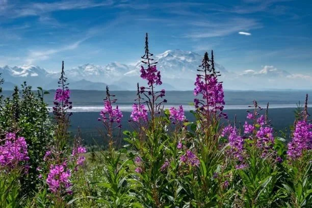 Discover the Flora of the Nenana River in Denali National Park, Alaska with New Wave Adventures