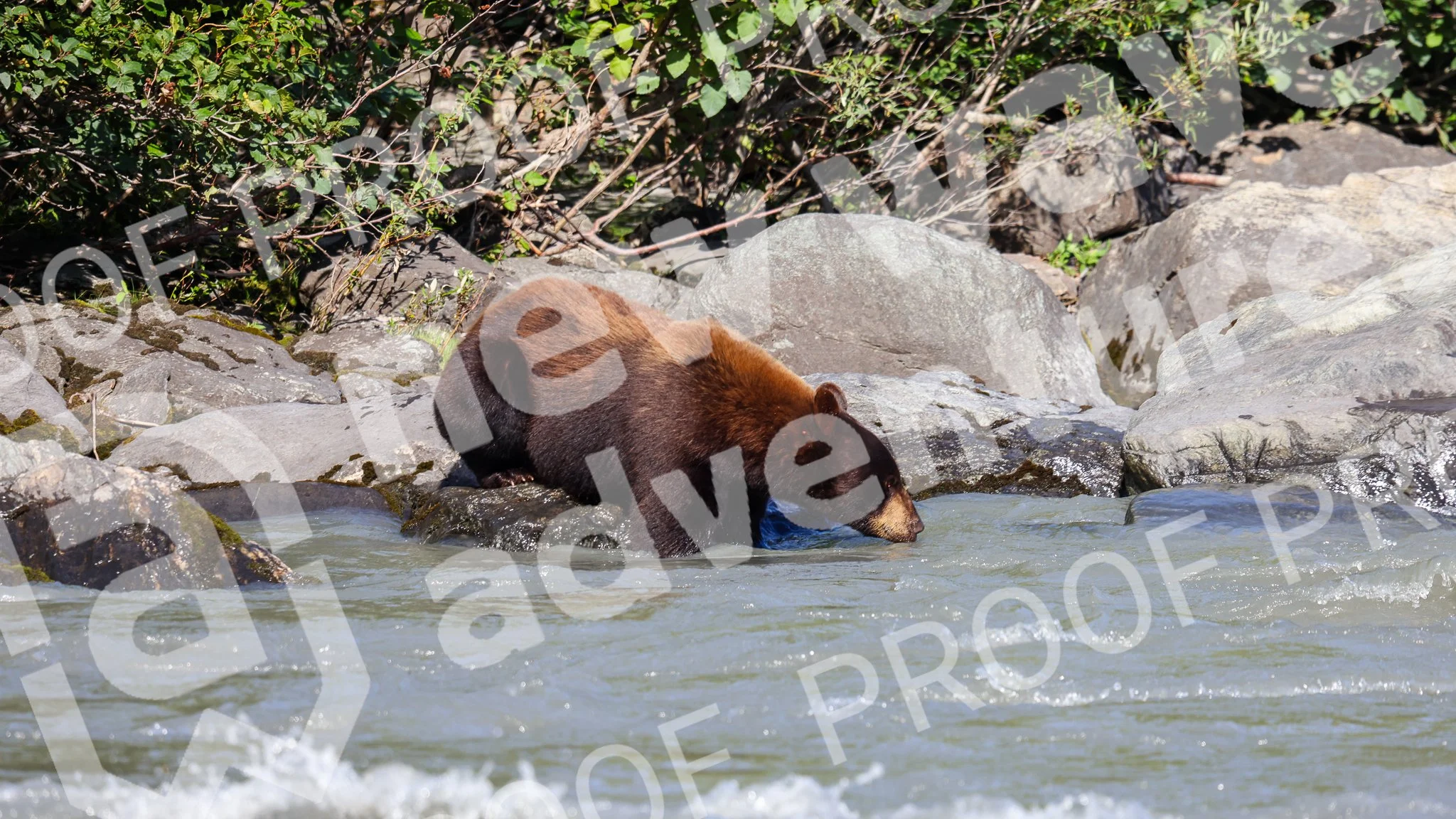Bear 8_12 10AM Canyon-19.jpg