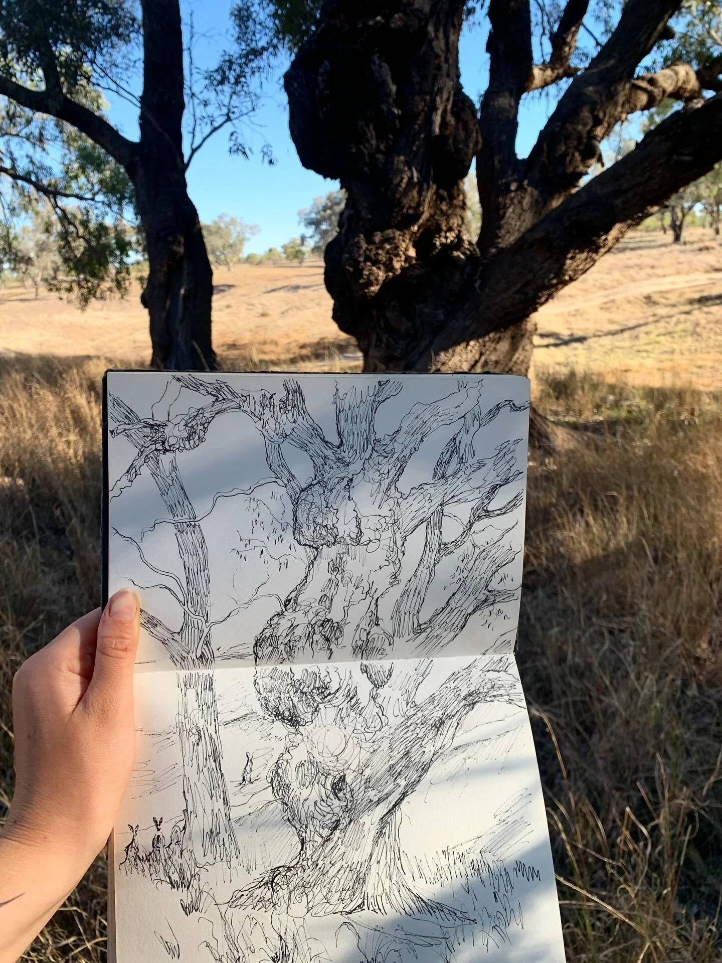 Some of my sketches from our trip around NSW 🌞 what a privilege to walk and draw on Country