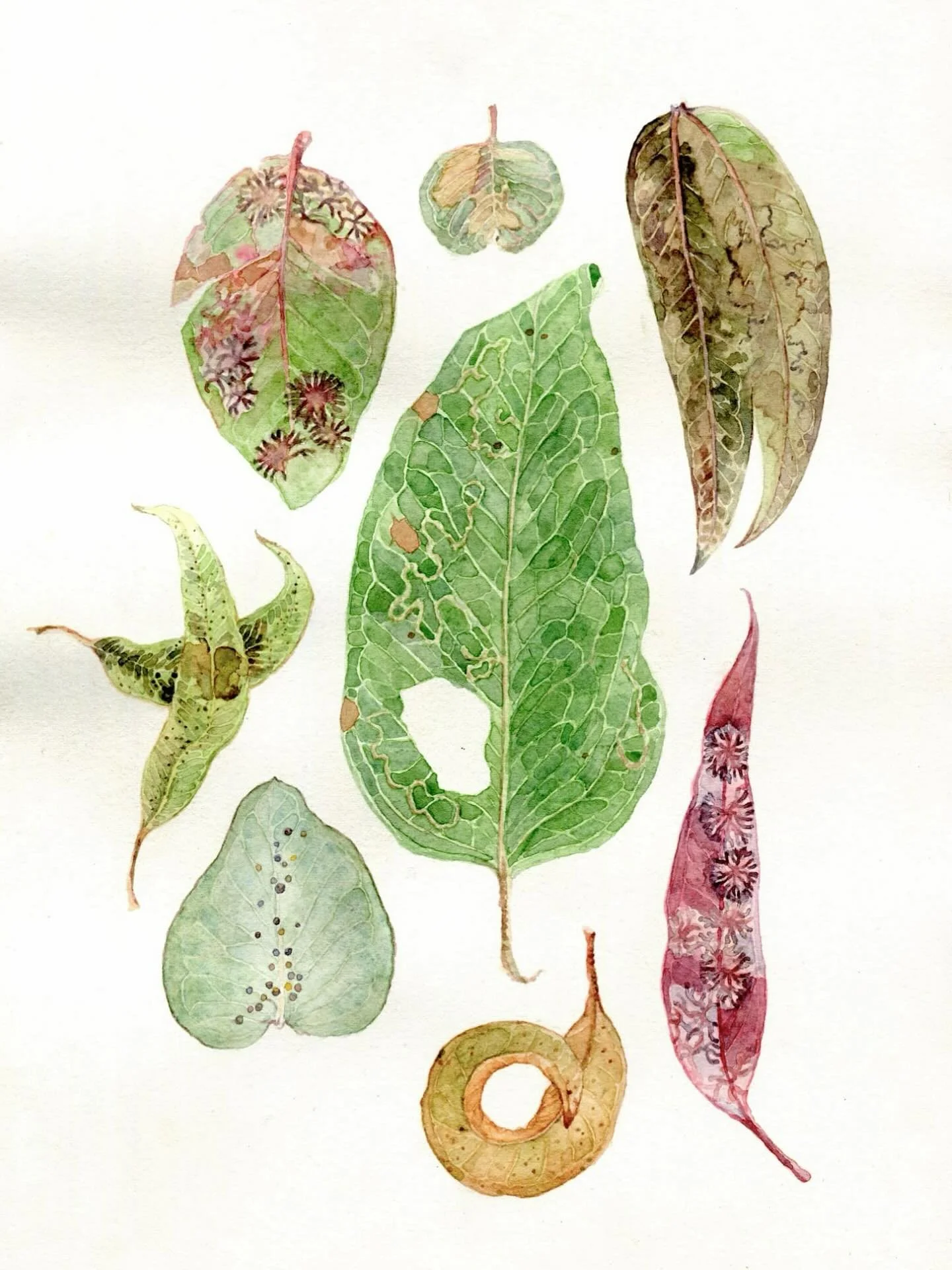 Some leaves I&rsquo;ve encountered this year&hellip; in bushland, by the road, in my backyard, and left on my desk by my housemate. 

Watercolour on paper