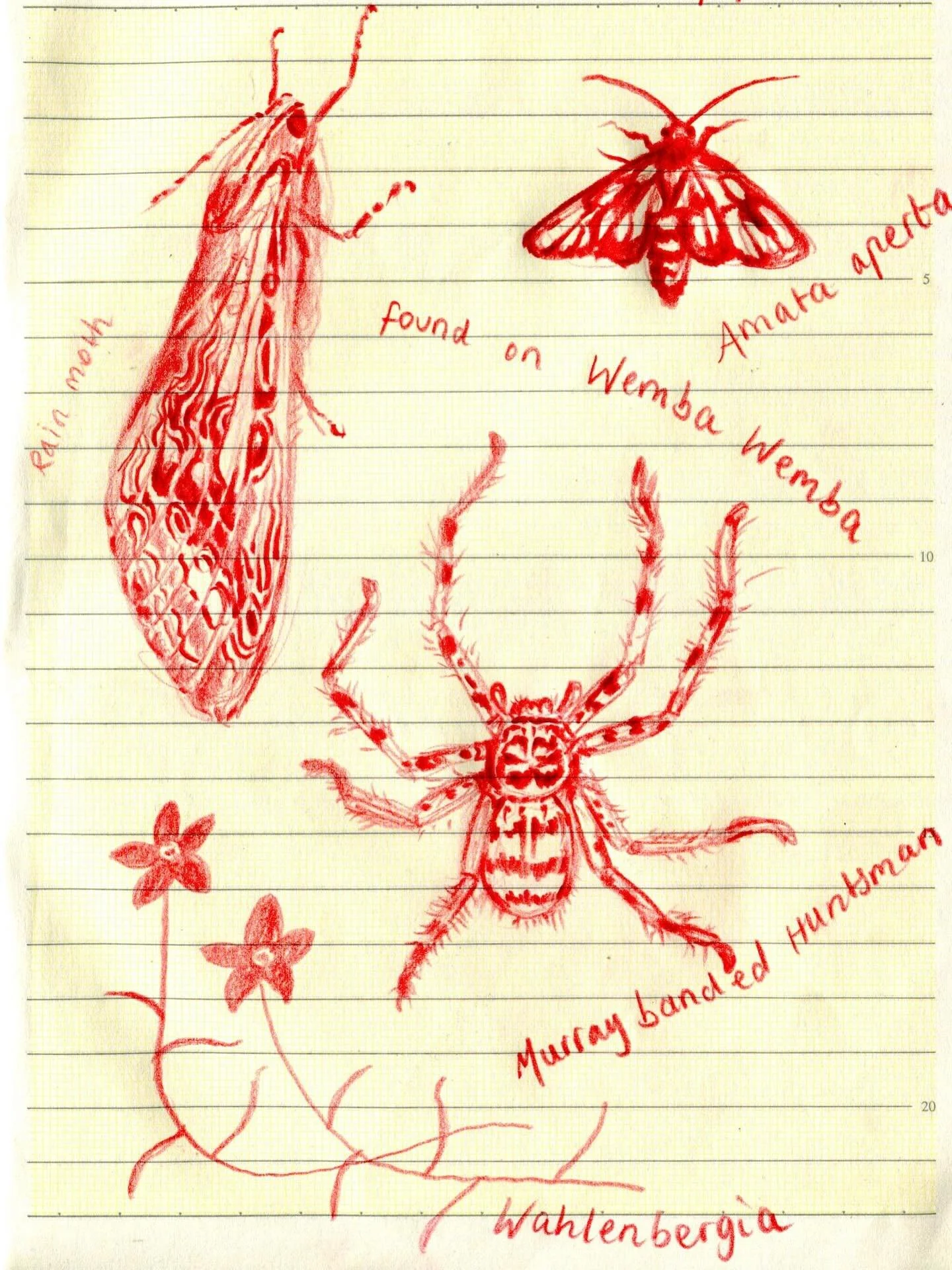 A collection of drawings and poetry I made at Autumn confest, on Wemba Wemba Country