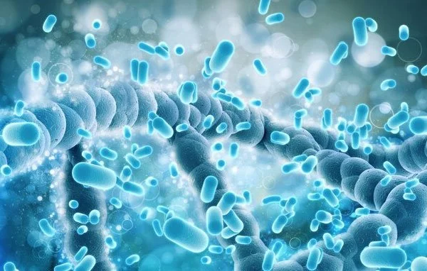 Probiotics Made You Worse? Meet Parabiotics — A Gentler Option for IBS and Sensitive Guts