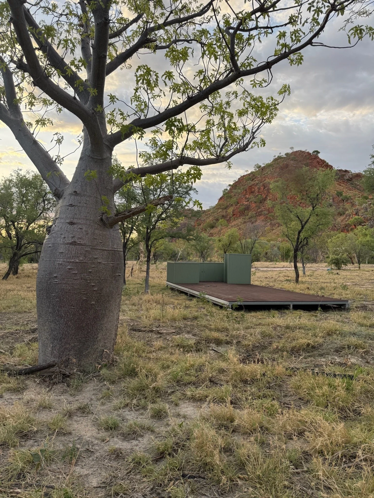 A boab tree is in the foreground, next to a platform. The ground is grassy and in the distance there are more trees and rocky hills