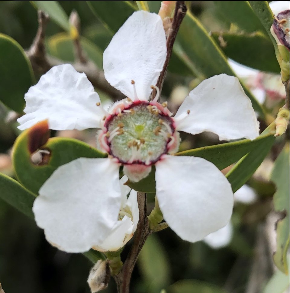 leptospermum laevigatum.jpg